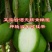 果苗橄榄果树苗甜橄榄多果青橄榄正宗黑橄榄橄榄苗嫁接地栽