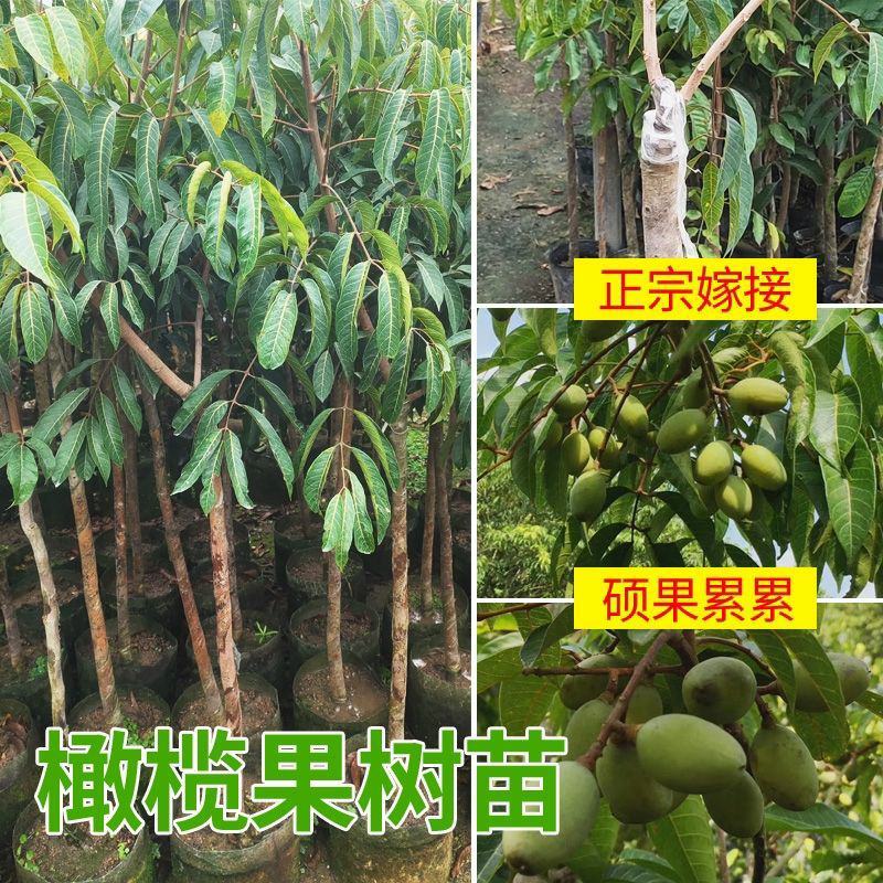 果苗橄榄果树苗甜橄榄多果青橄榄正宗黑橄榄橄榄苗嫁接地栽