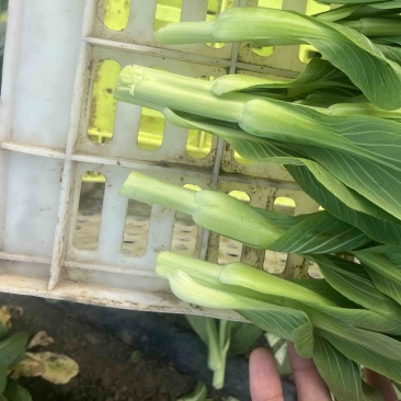 精品上海青，菜苔