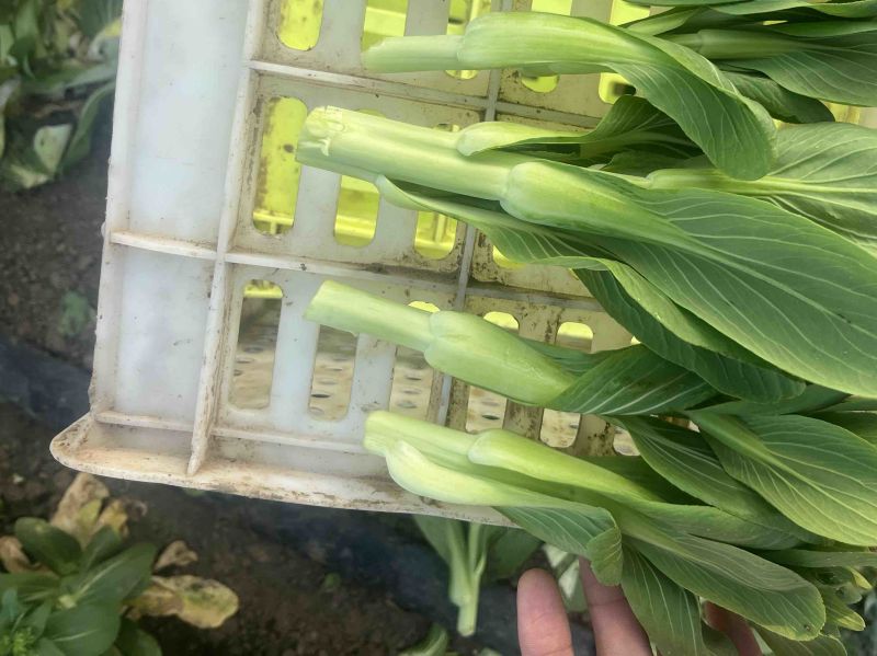 精品上海青，菜苔