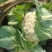 1-3斤菜花，花菜乳白紧花，市场，电商，产地直供全国代发