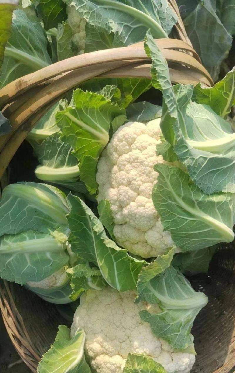 1-3斤菜花，花菜乳白紧花，市场，电商，产地直供全国代发