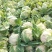 1-3斤菜花，花菜乳白紧花，市场，电商，产地直供全国代发