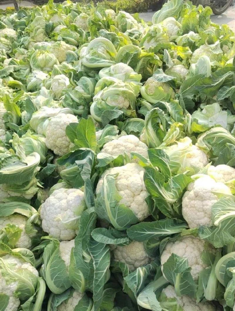 1-3斤菜花，花菜乳白紧花，市场，电商，产地直供全国代发