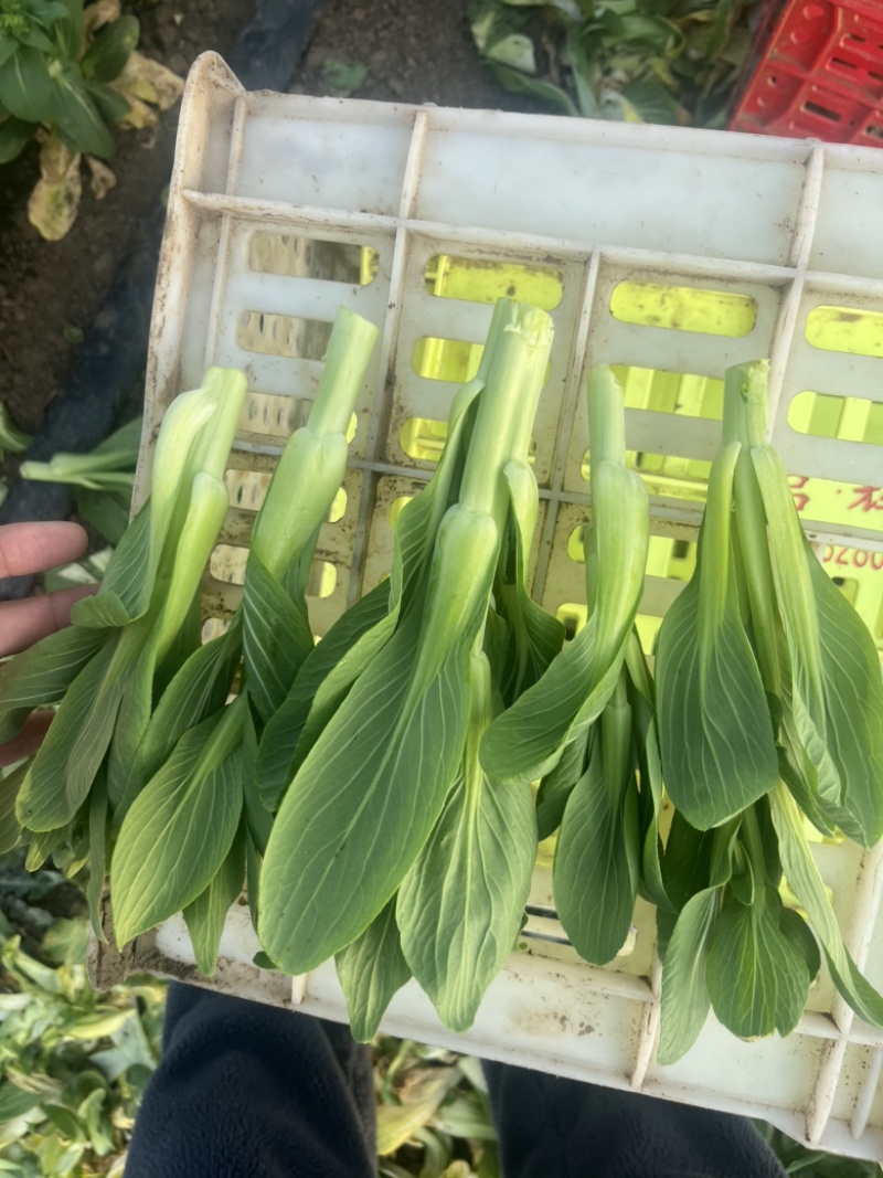 精品上海青，菜苔