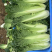 精品竹筒菜秋绿60。目前余量40w斤