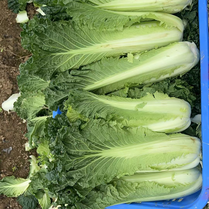 精品竹筒菜秋绿60。目前余量40w斤