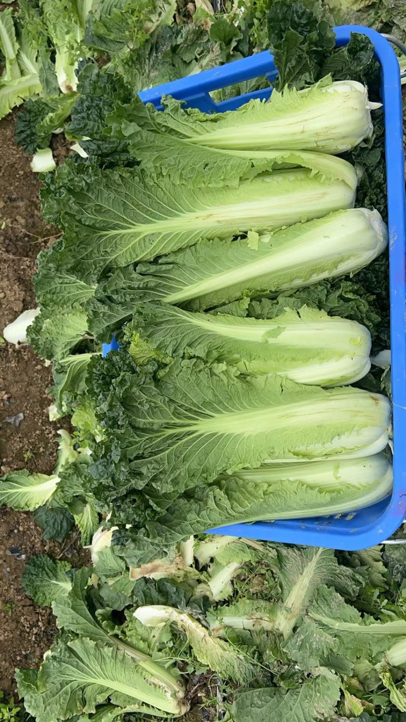 精品竹筒菜秋绿60。目前余量40w斤