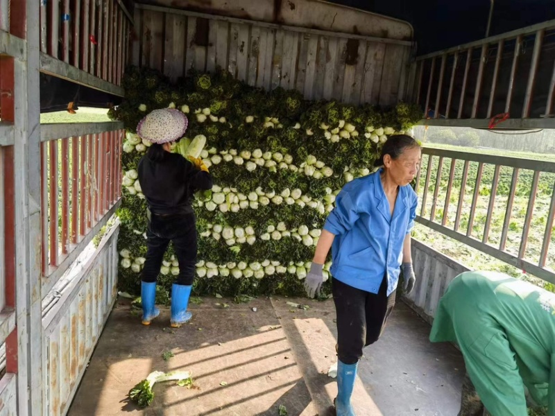 精品竹筒菜秋绿60。目前余量40w斤