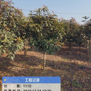 中华石楠(五千株，自育自销)
