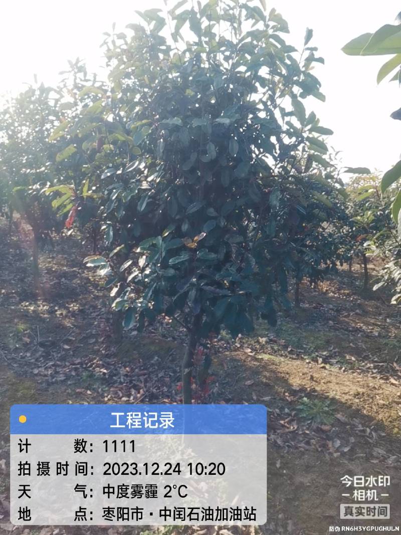 中华石楠(五千株，自育自销)