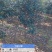 中华石楠(五千株，自育自销)