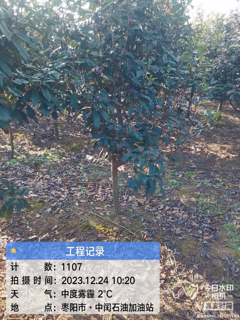 中华石楠(五千株，自育自销)