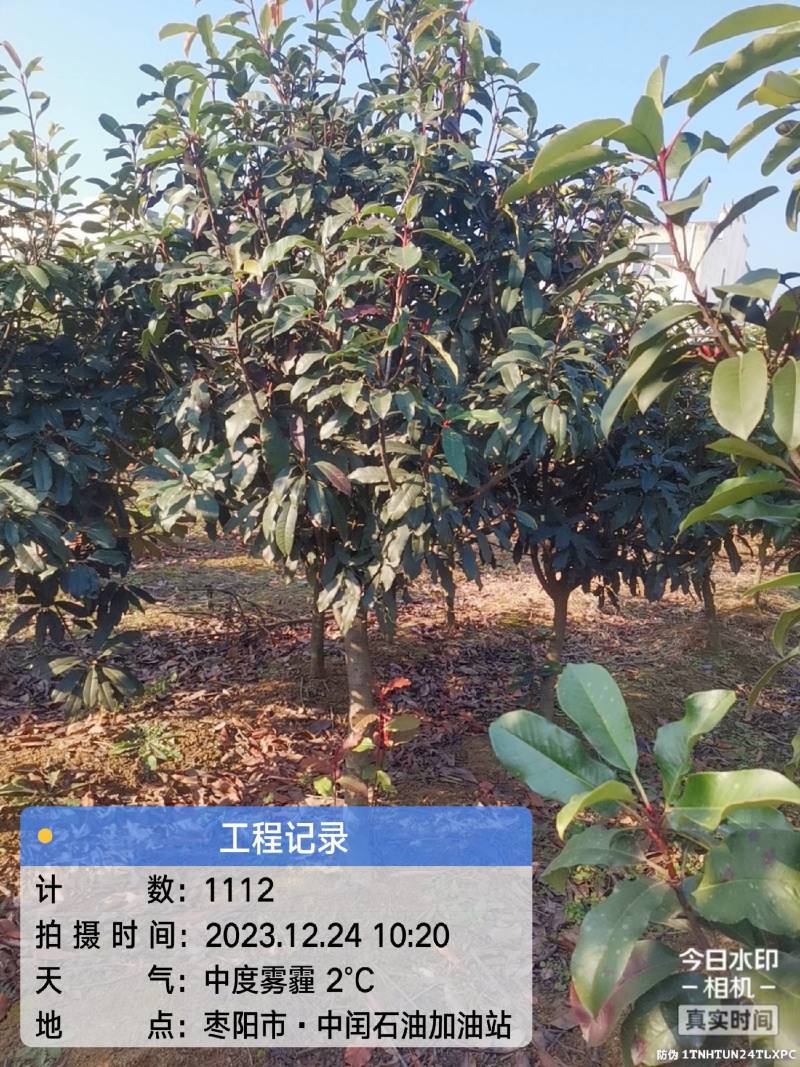 中华石楠(五千株，自育自销)