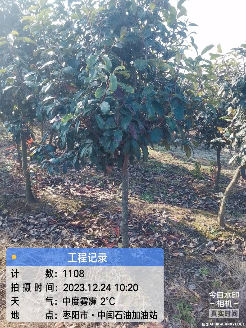 中华石楠(五千株，自育自销)