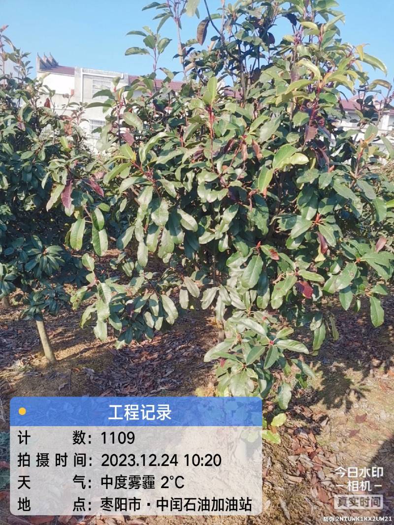 中华石楠(五千株，自育自销)