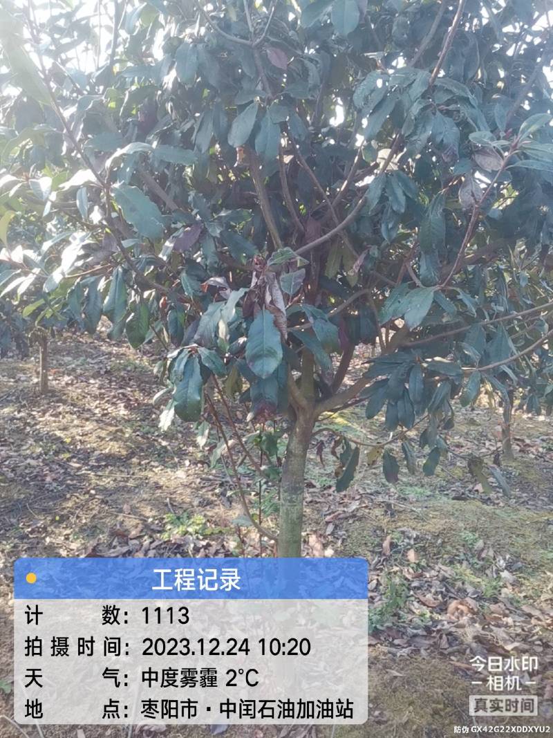 中华石楠(五千株，自育自销)