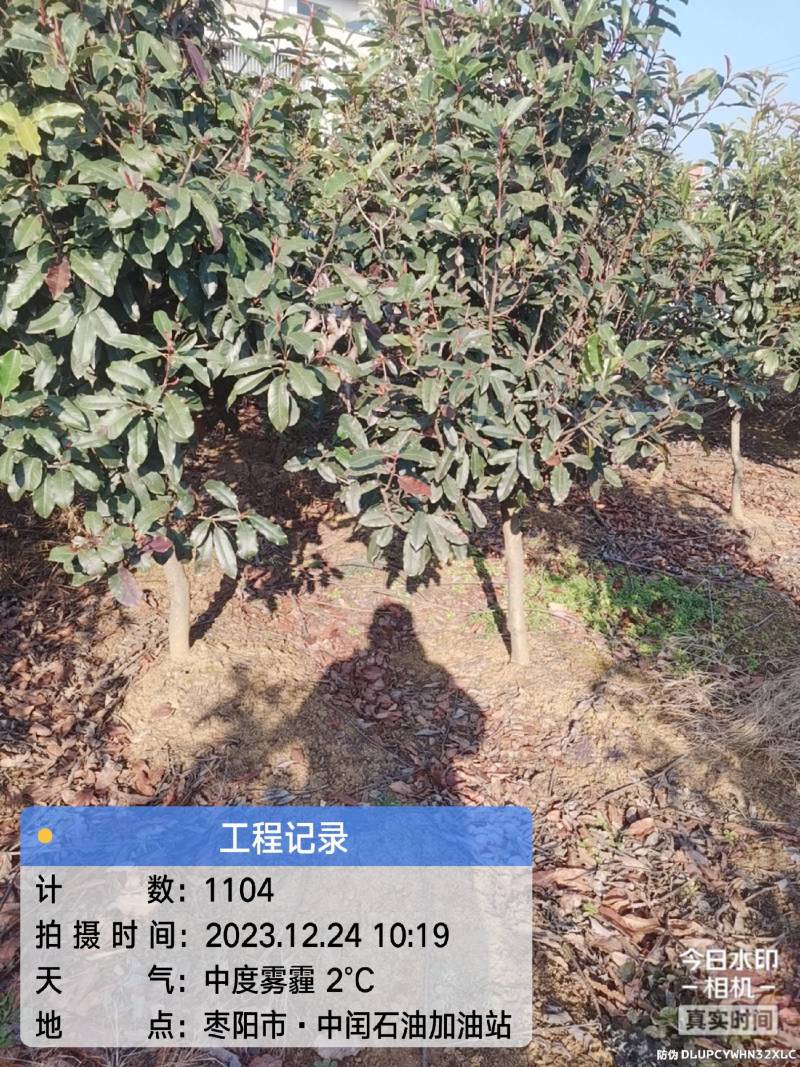 中华石楠(五千株，自育自销)
