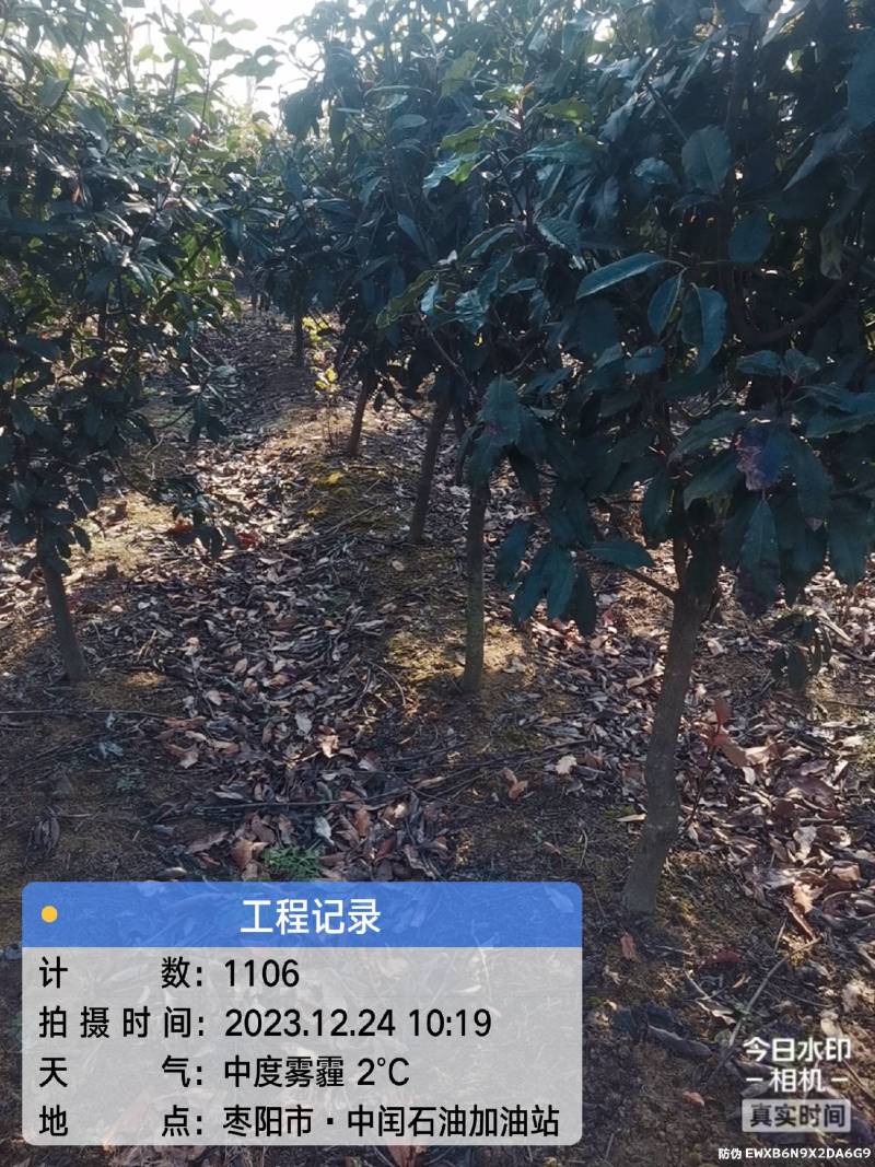 中华石楠(五千株，自育自销)