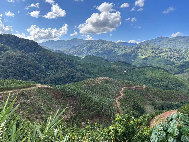 沃柑种植园实景图