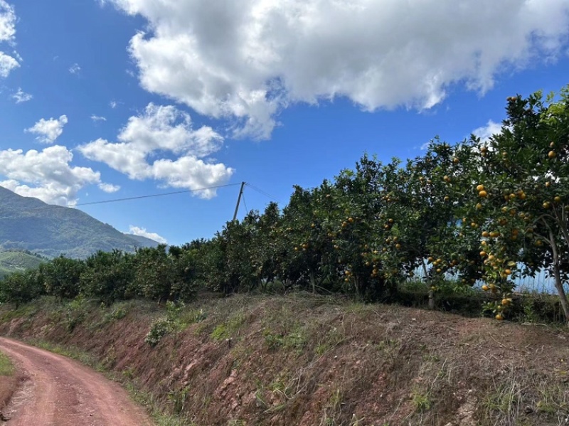 西双版纳高山老树沃柑，甜度18+，产地直销大量现货