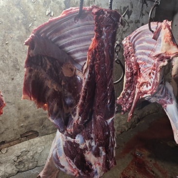 新鲜马肉