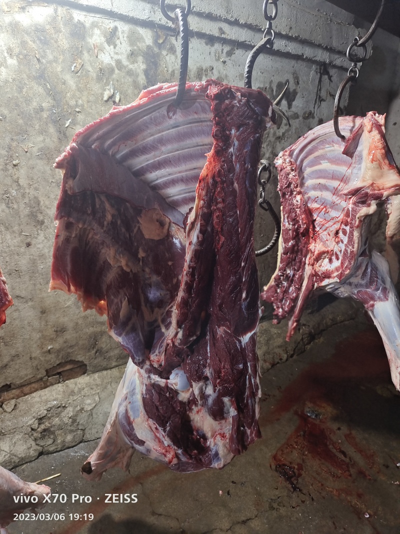 新鲜马肉