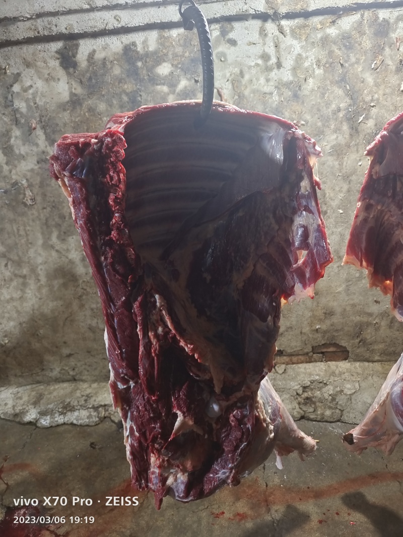 新鲜马肉