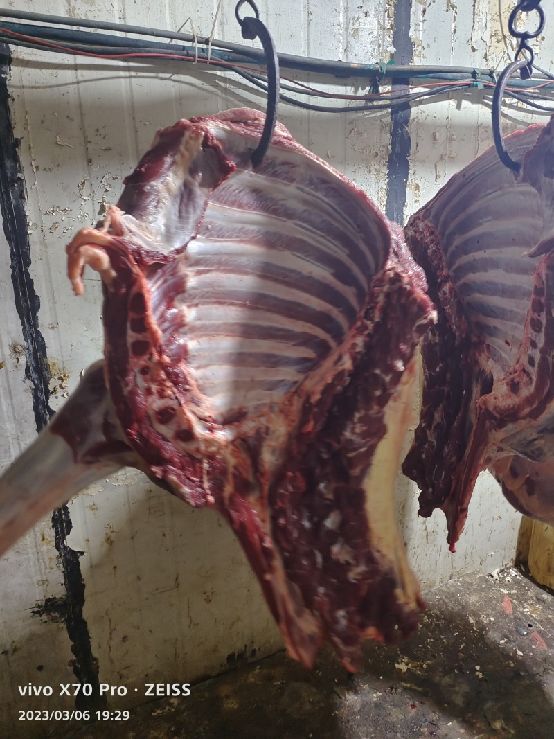 新鲜马肉