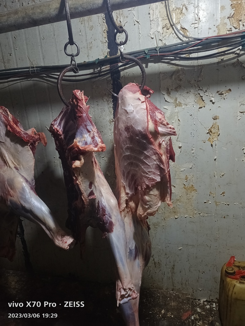 新鲜马肉