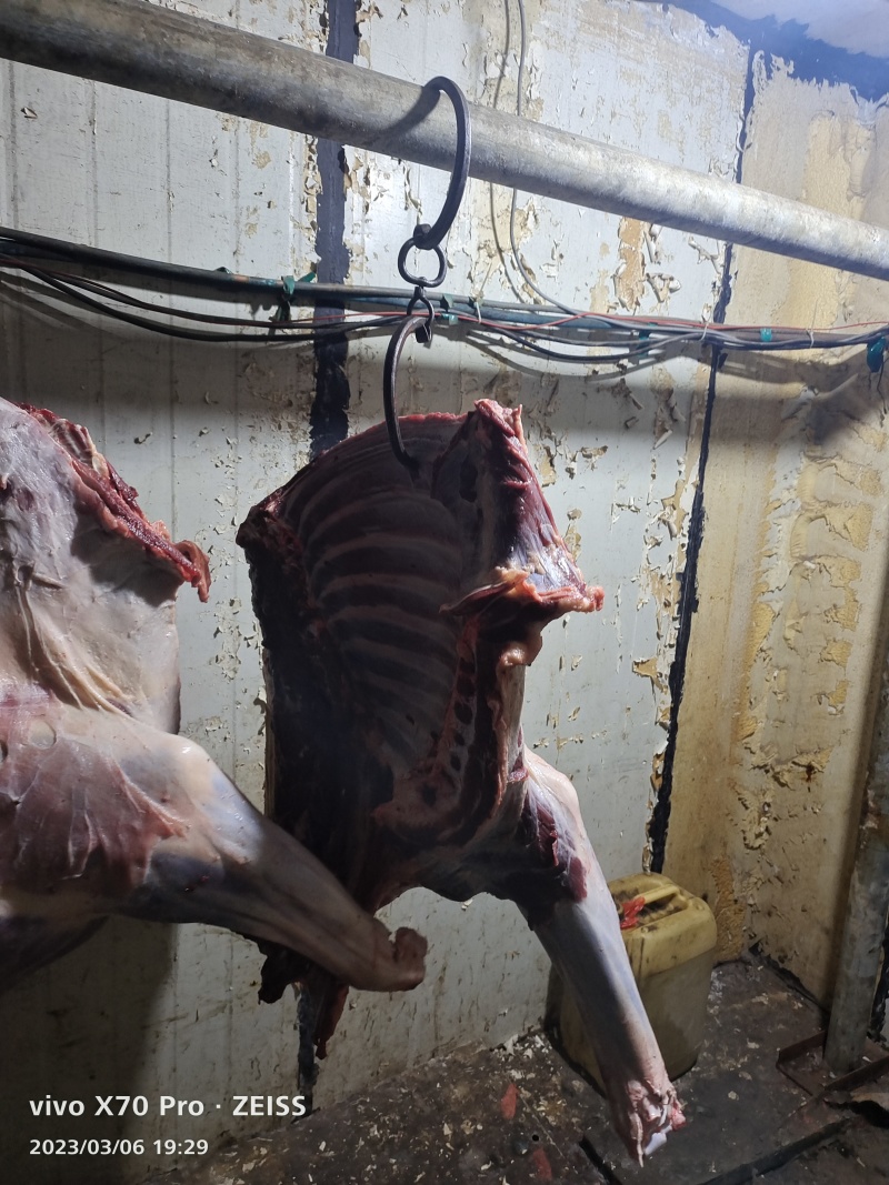 新鲜马肉