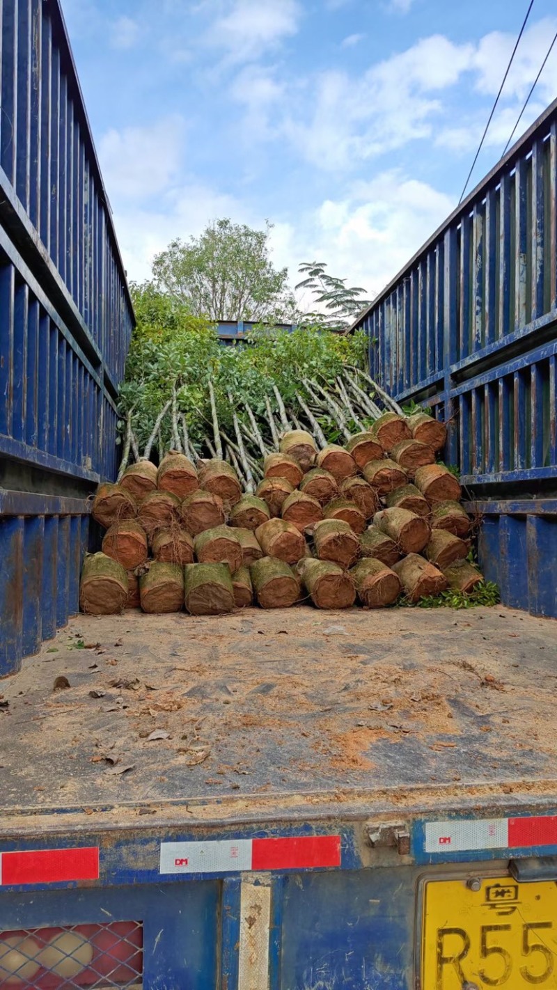 樟树基地直销，规格齐全有需要绿化苗木的老板们前来咨询合作