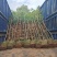樟树基地直销，规格齐全有需要绿化苗木的老板们前来咨询合作