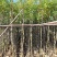 樟树基地直销，规格齐全有需要绿化苗木的老板们前来咨询合作