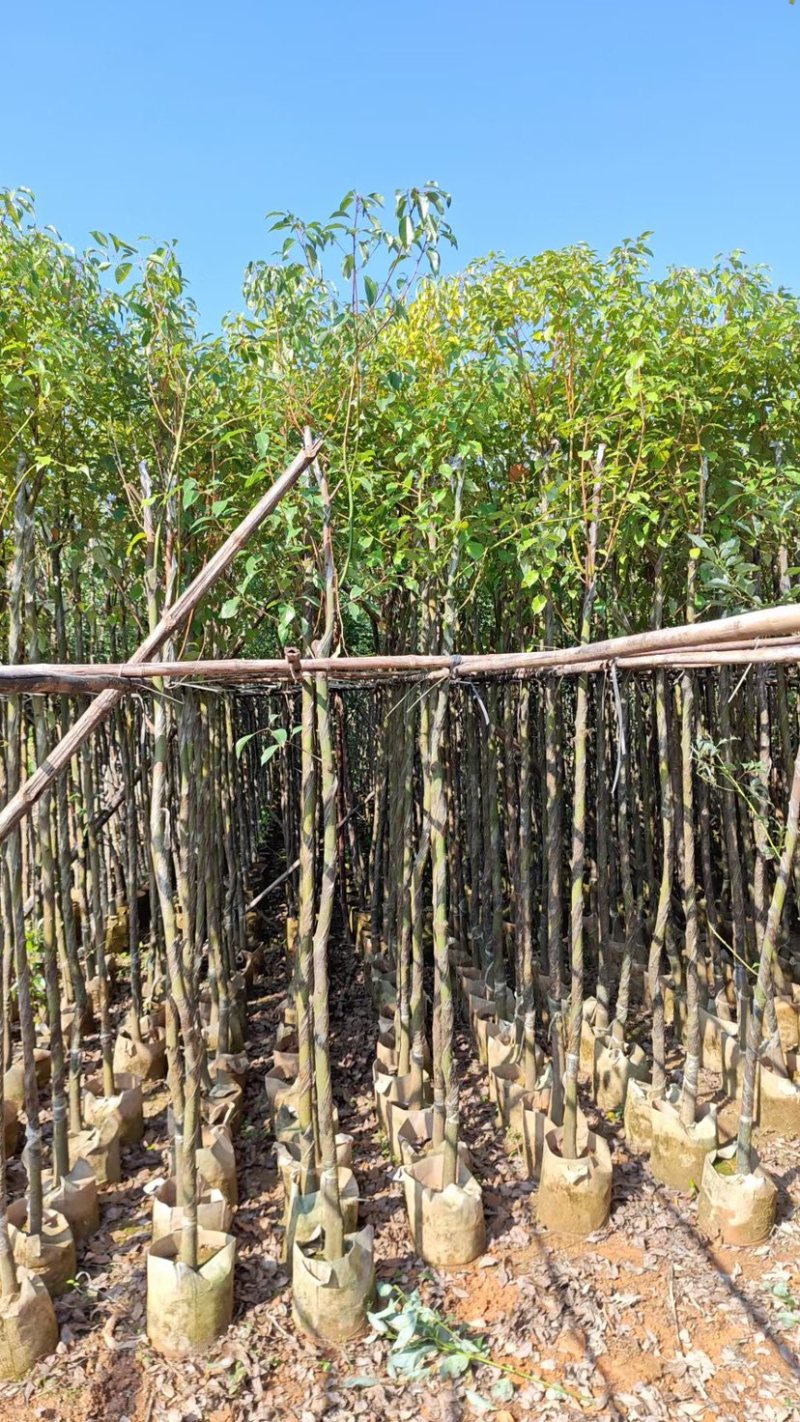 樟树基地直销，规格齐全有需要绿化苗木的老板们前来咨询合作