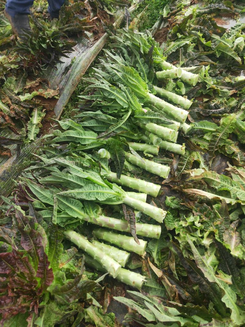 莴笋，市场货，工厂货，可光头，可留叶