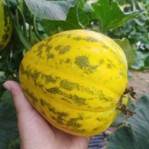 蜜研金脆花宝3甜瓜种子高糖绿肉青顶抗逆性强耐贮运豹点