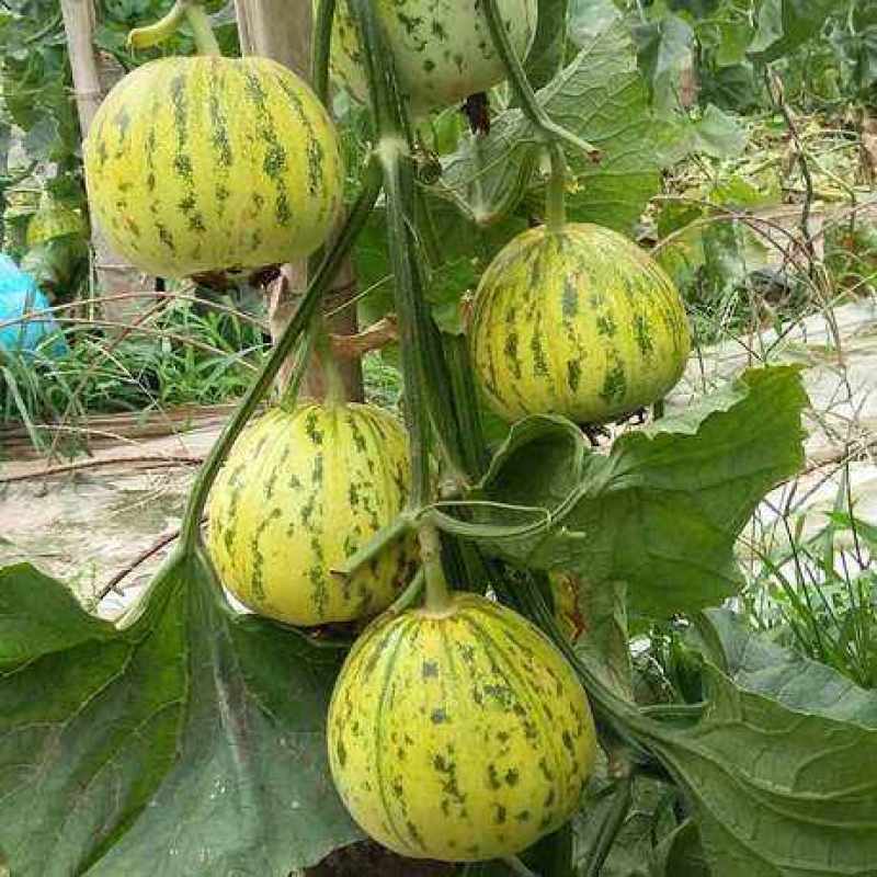 蜜研金脆花宝3甜瓜种子高糖绿肉青顶抗逆性强耐贮运豹点