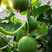 绿美王子甜瓜种子绿皮绿肉甜瓜早熟高产抗裂耐运输早春大棚温