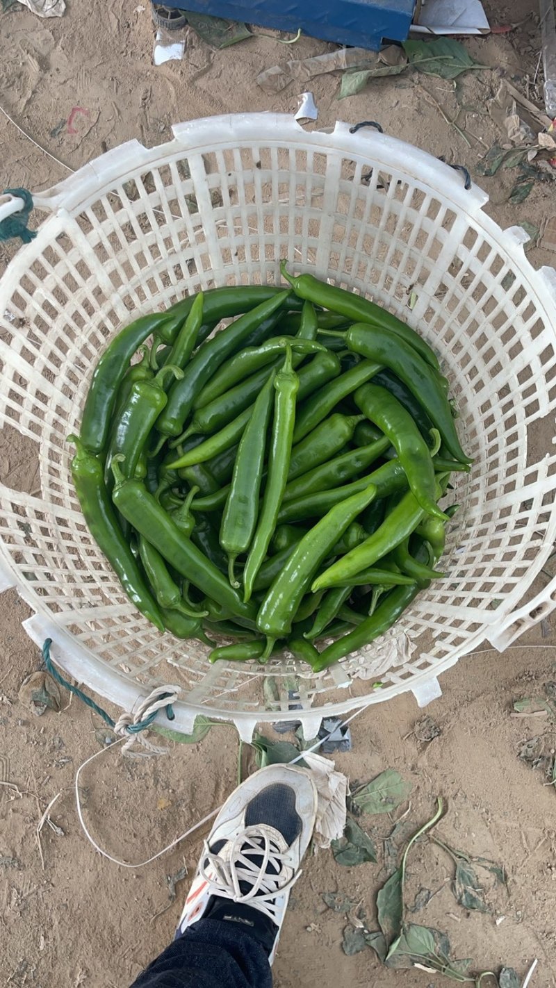 各位老板，有需要电商货的食堂货的可以联系大量有货