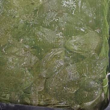 清水牛蛙