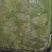 清水牛蛙