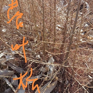 日本落叶松裸根苗耐寒成活率高,生长速度快价格低欢迎选购。