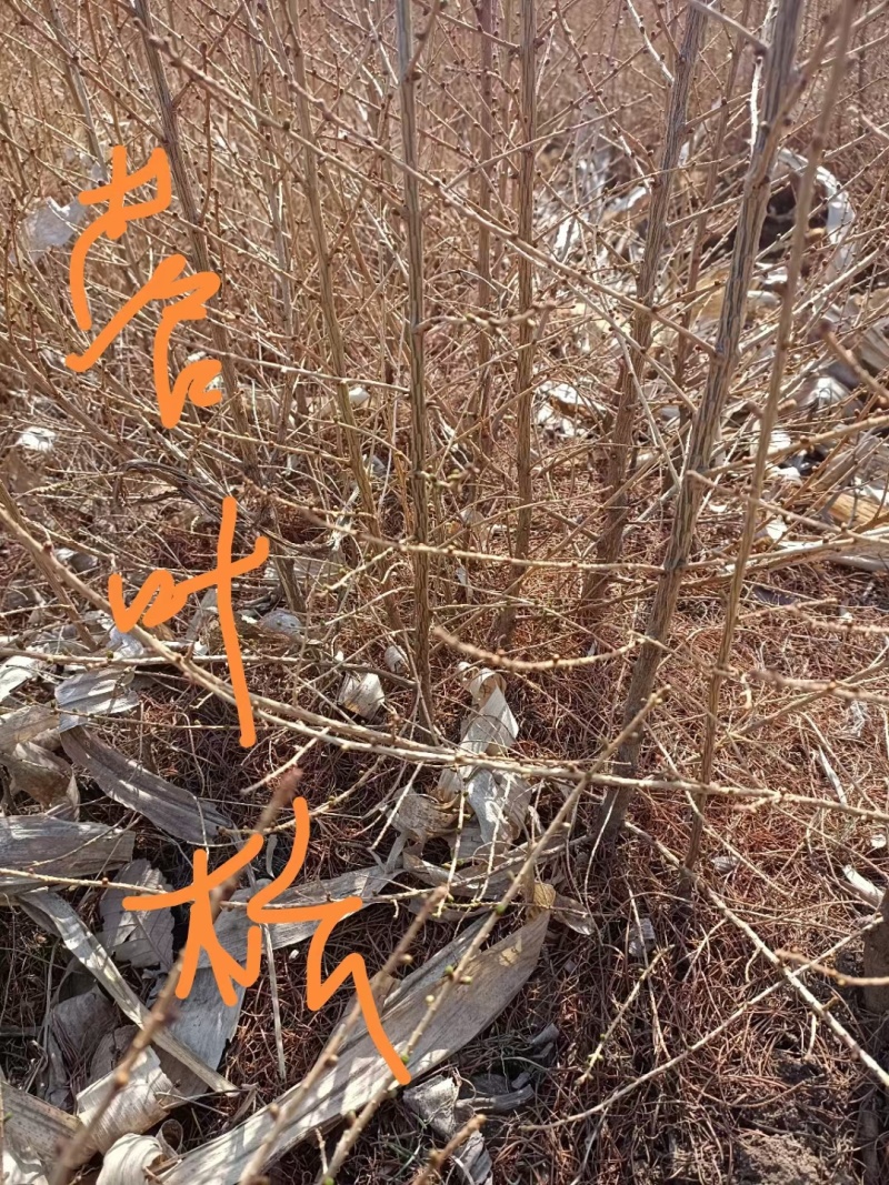日本落叶松裸根苗耐寒成活率高，生长速度快价格低欢迎选购。