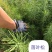 日本落叶松裸根苗耐寒成活率高,生长速度快价格低欢迎选购。