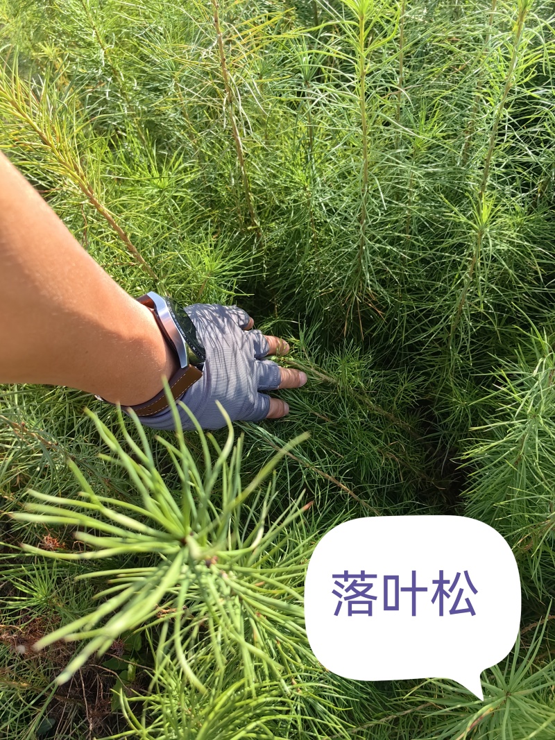 日本落叶松裸根苗耐寒成活率高，生长速度快价格低欢迎选购。