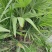 板棕布棕荷包棕桶棕苗，大小都有，量大从优。