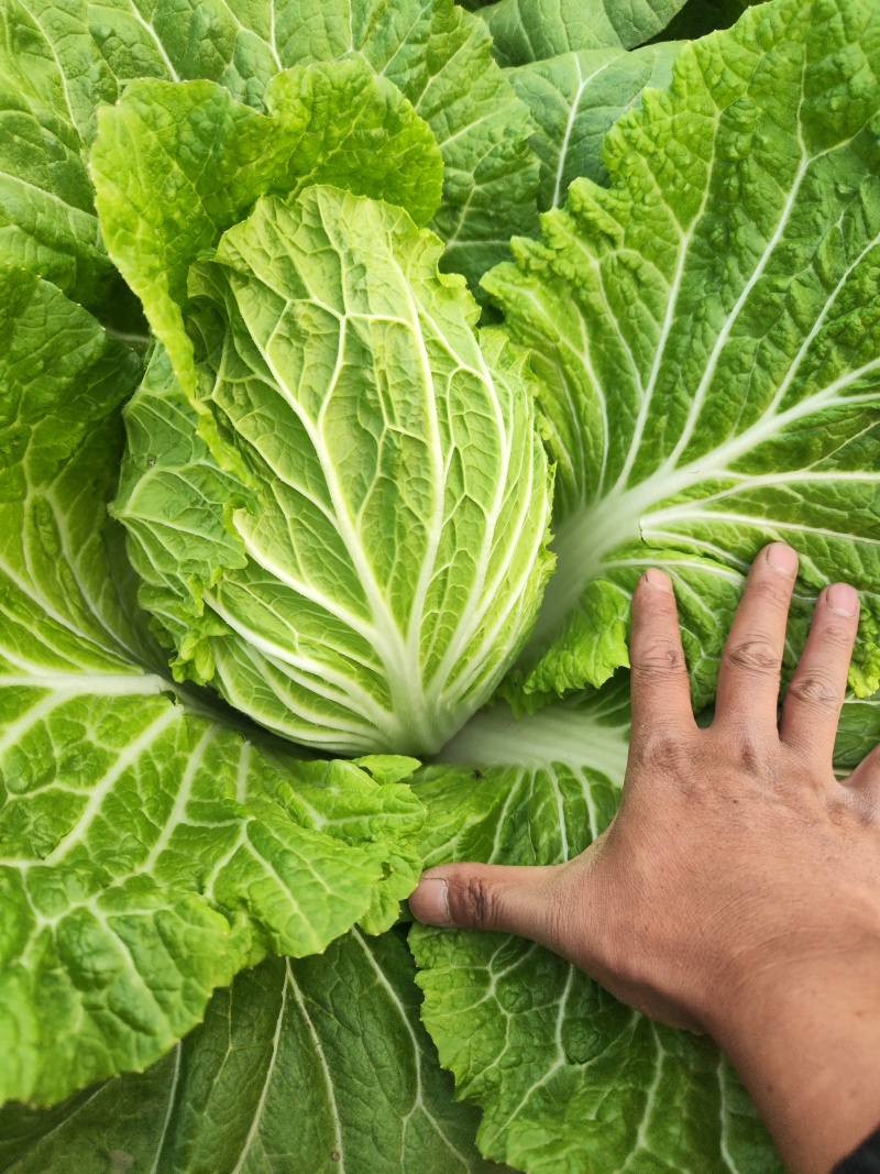 精品黄心大白菜大量上市～产地一手货源一次合作终身朋友