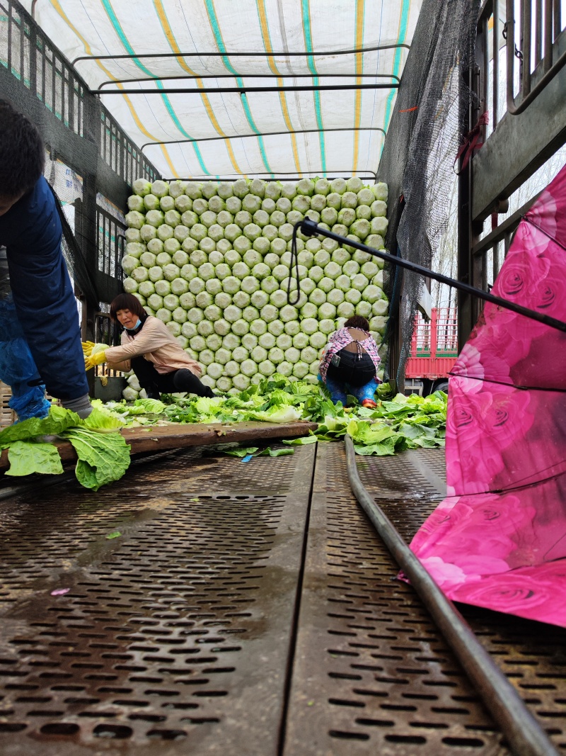 精品黄心大白菜大量上市～产地一手货源一次合作终身朋友