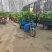 精品黄心大白菜大量上市～产地一手货源一次合作终身朋友